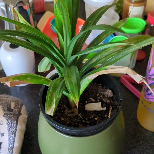 Photo of the plant species Screwpine by @UberBiancini named Messi on Greg, the plant care app