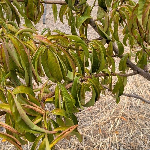 Photo of the plant species Peach Tree by @VipTiffanyrose named Miley on Greg, the plant care app