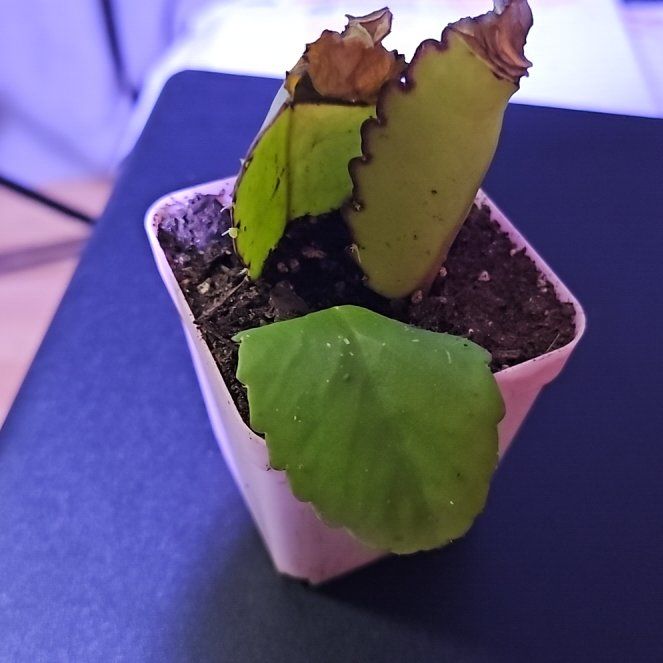 Photo of the plant species Miracle Leaf plant by @PrimeEcheveria named Tree Diddy on Greg, the plant care app