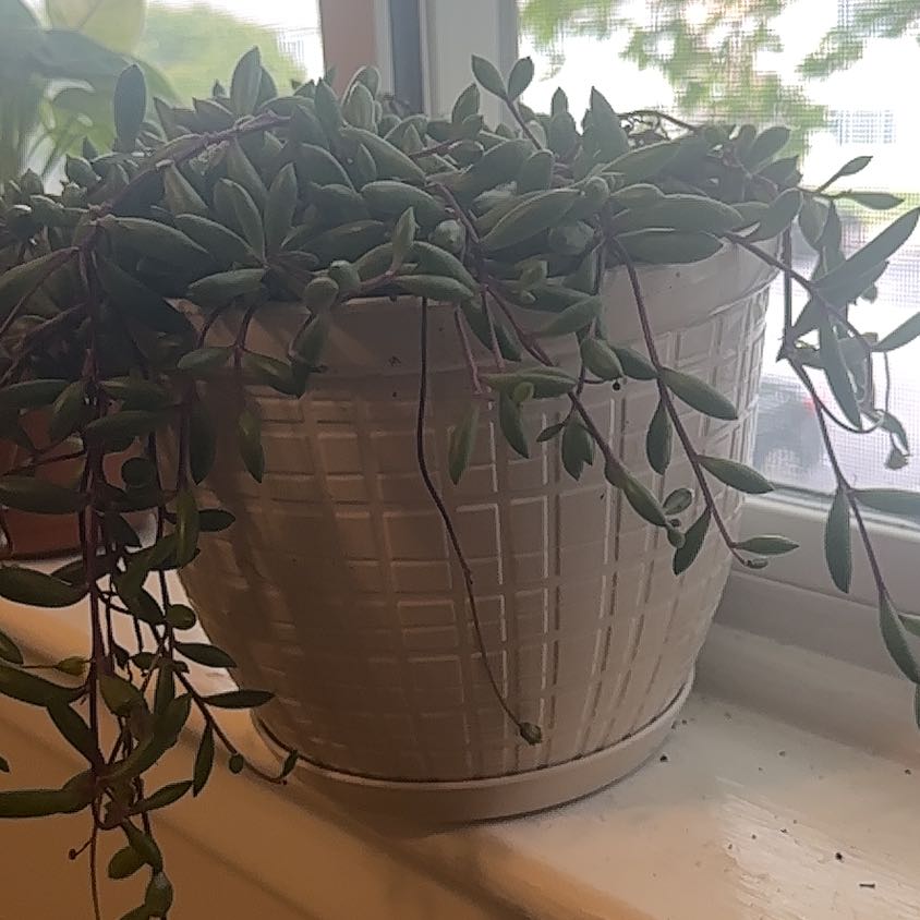 Photo of the plant species Curio herreanus 'Purple Flush' by @BabyNatallily named Fredrick on Greg, the plant care app