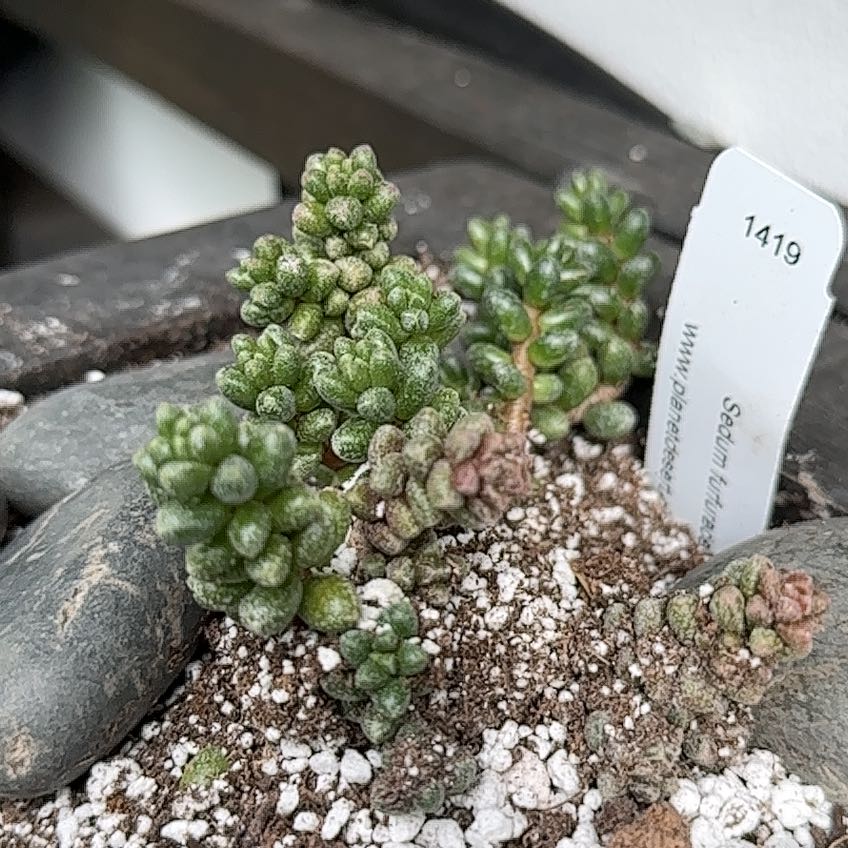 Photo of the plant species Bonsai Sedum by Amir named Elina on Greg, the plant care app
