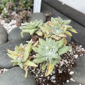 Photo of the plant species Munchkin Liveforever by Amir named Rosa on Greg, the plant care app