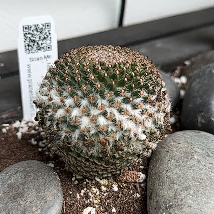 Photo of the plant species Mammillaria huitzilopochtli by Amir named Osmo on Greg, the plant care app