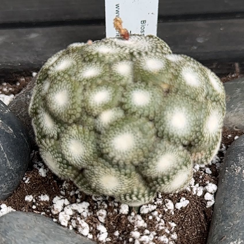 Plant care for Blossfeldia on Greg, the plant care app