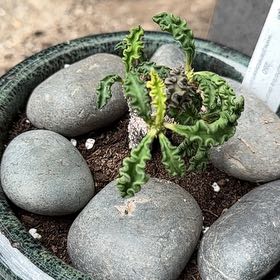 Photo of the plant species Euphorbia decaryi by Amir named Doja Cat on Greg, the plant care app