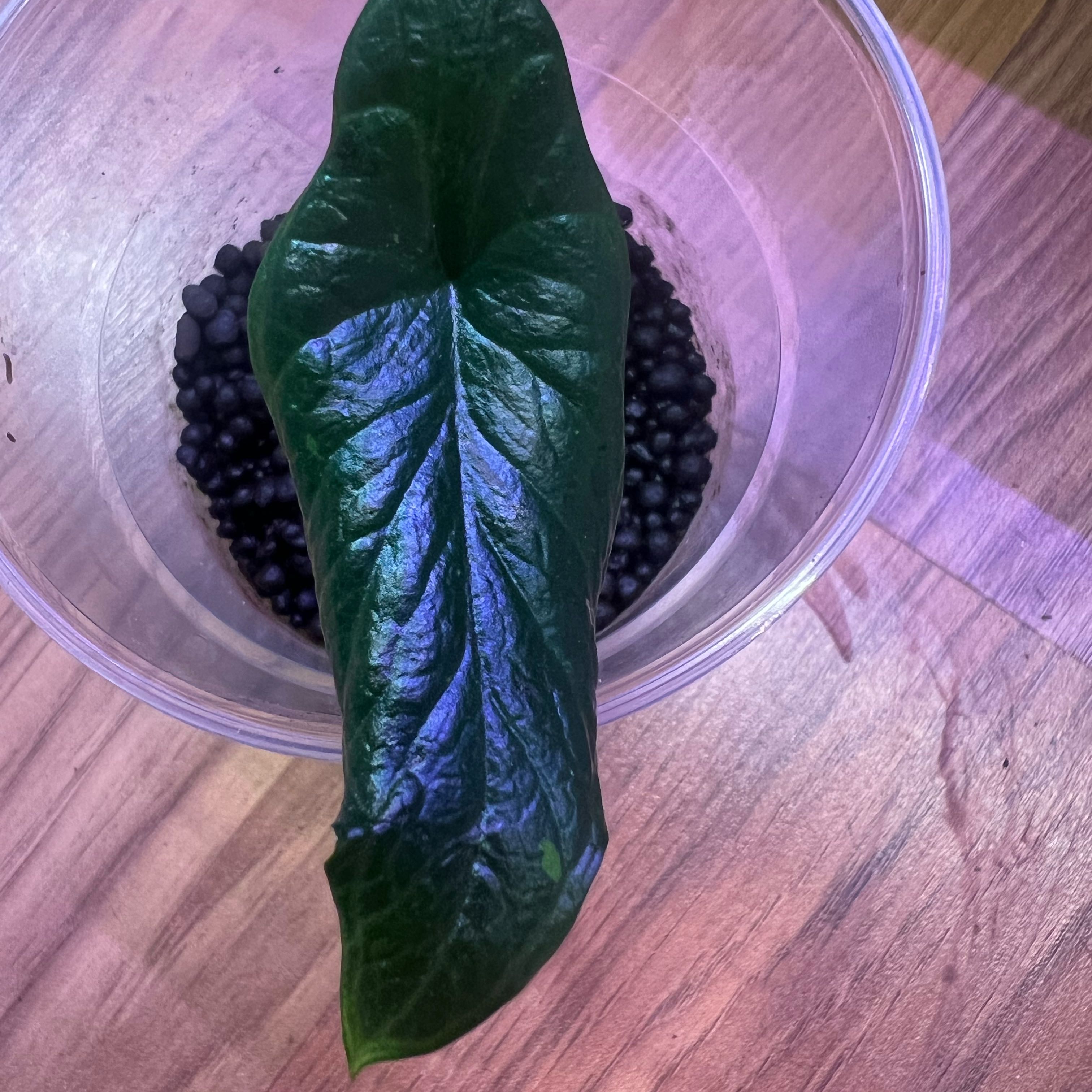 Single leaf of Alocasia Scalprum in a clear container with black pebbles.