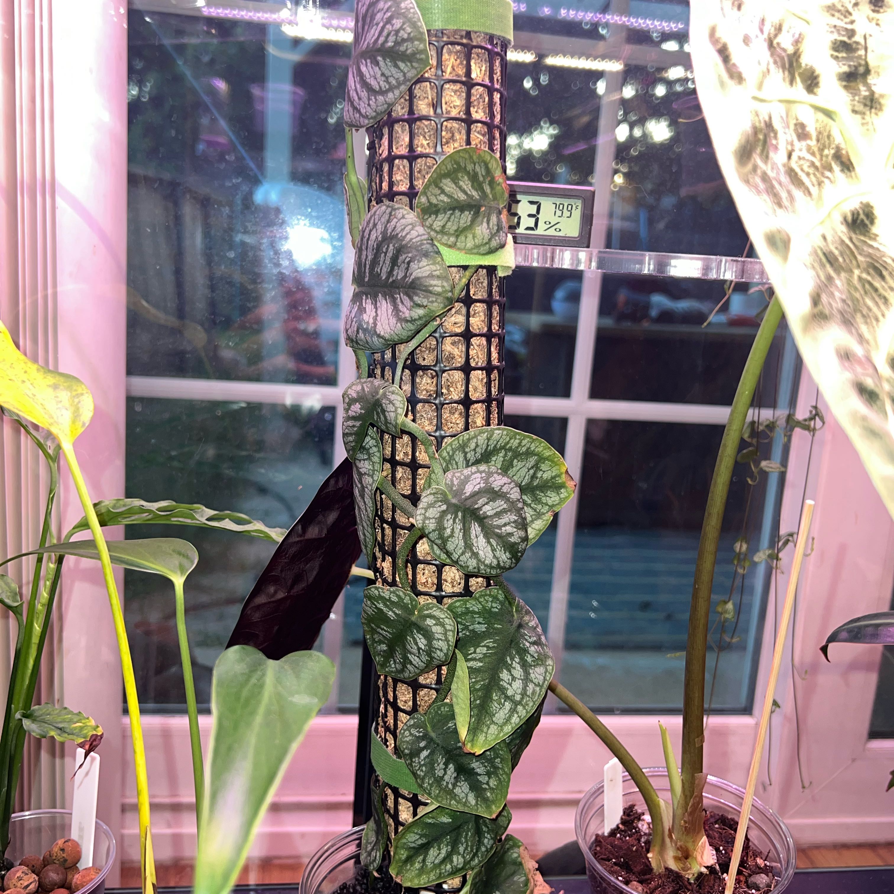 Photo of the plant species Velvet Shingler Monstera by @ParamountChards named Bruce Lee on Greg, the plant care app