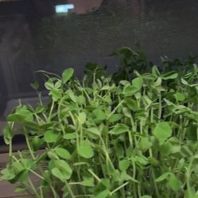 Photo of the plant species Pea sprout by @IdolYellowbells named Pebbles on Greg, the plant care app