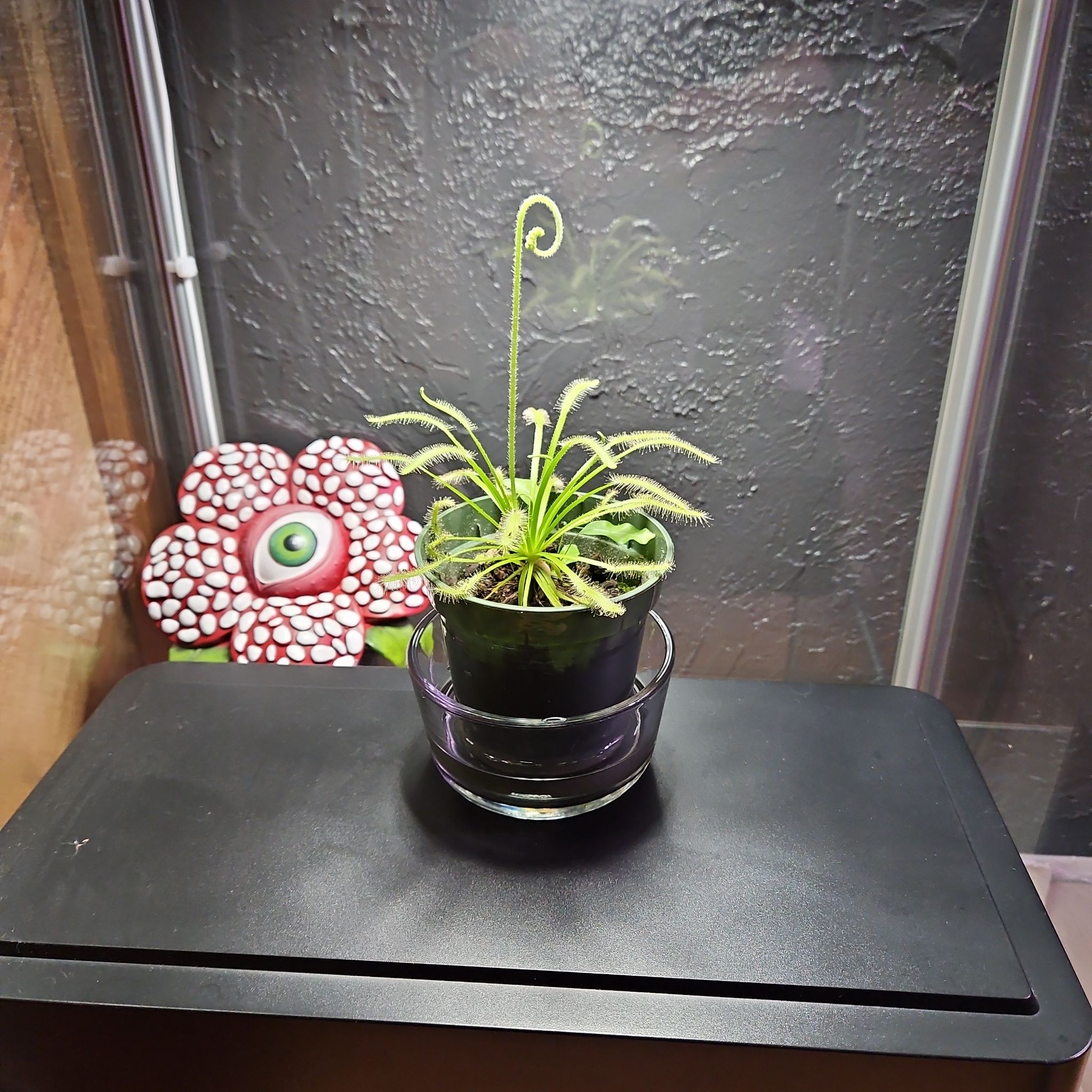 Photo of the plant species Nepenthes 'Miranda' by @PlantObsessedTX named Daphne on Greg, the plant care app
