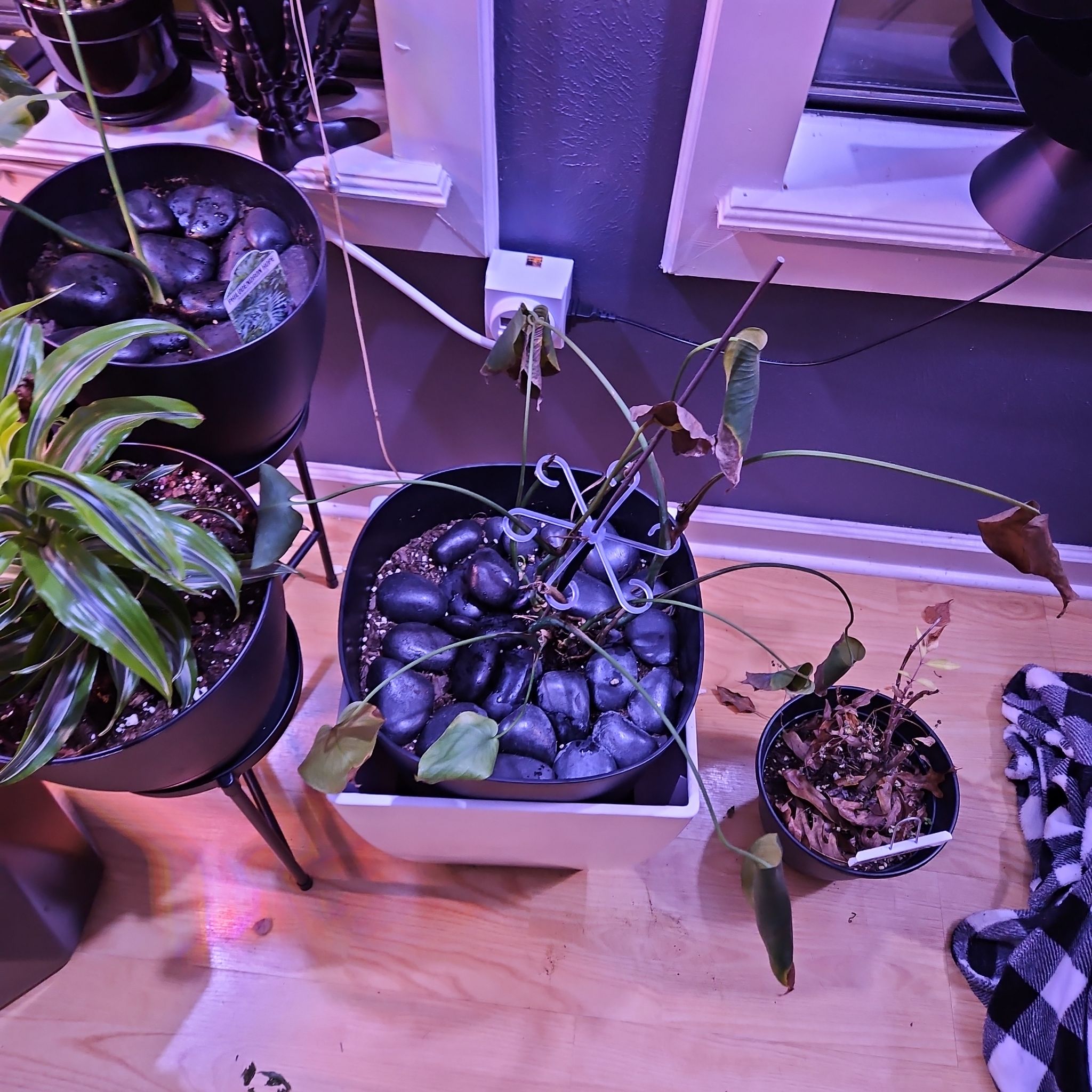 Photo of the plant species Heart Leaf Philodendron by @PlantObsessedTX named Harmony on Greg, the plant care app