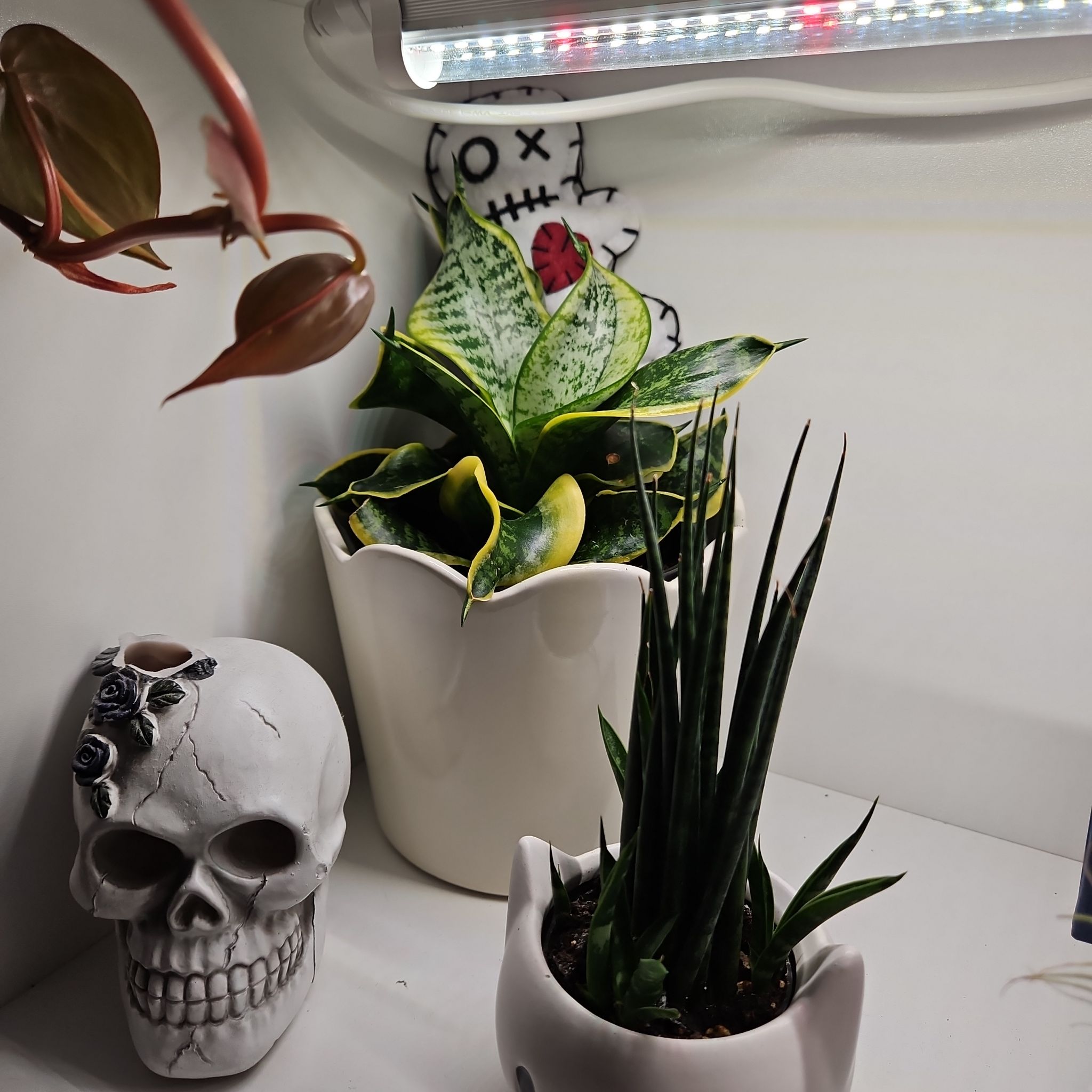 Photo of the plant species Twisted Sister Snake Plant by @PlantObsessedTX named Terra on Greg, the plant care app