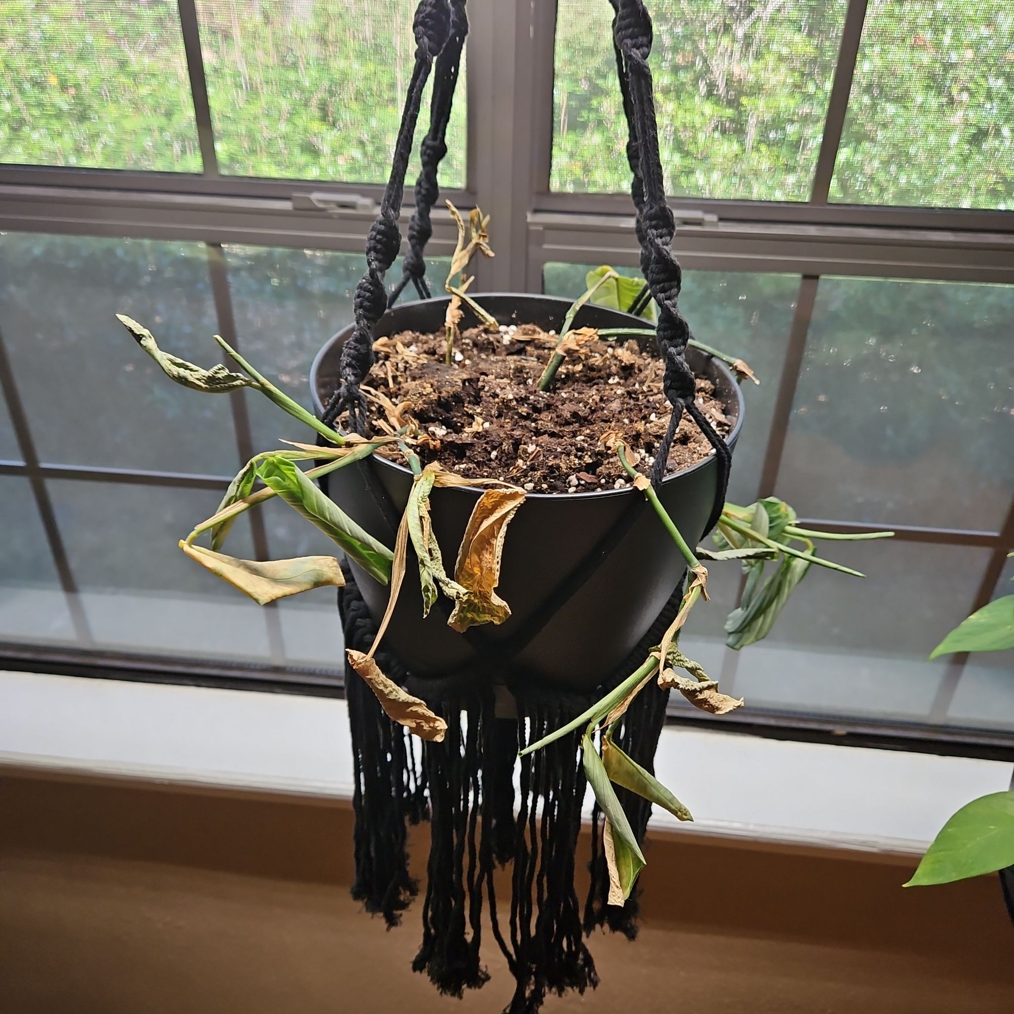 Photo of the plant species Prayer Plant by @PlantObsessedTX named Elle on Greg, the plant care app