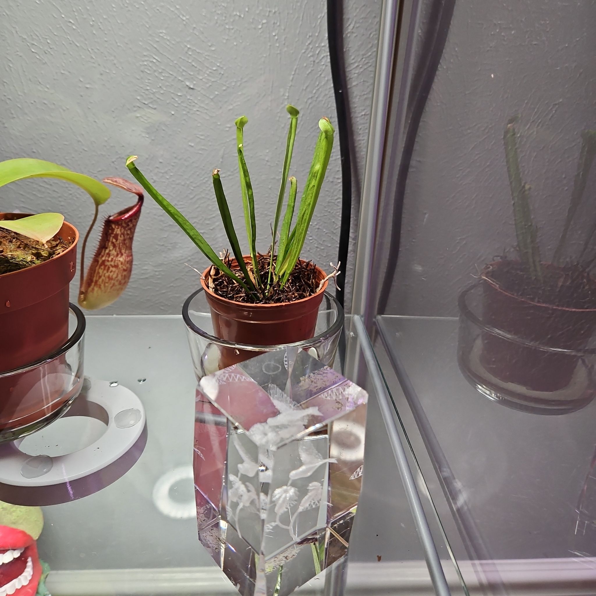 Photo of the plant species Alabama Pitcher Plant by @PlantObsessedTX named Dax on Greg, the plant care app