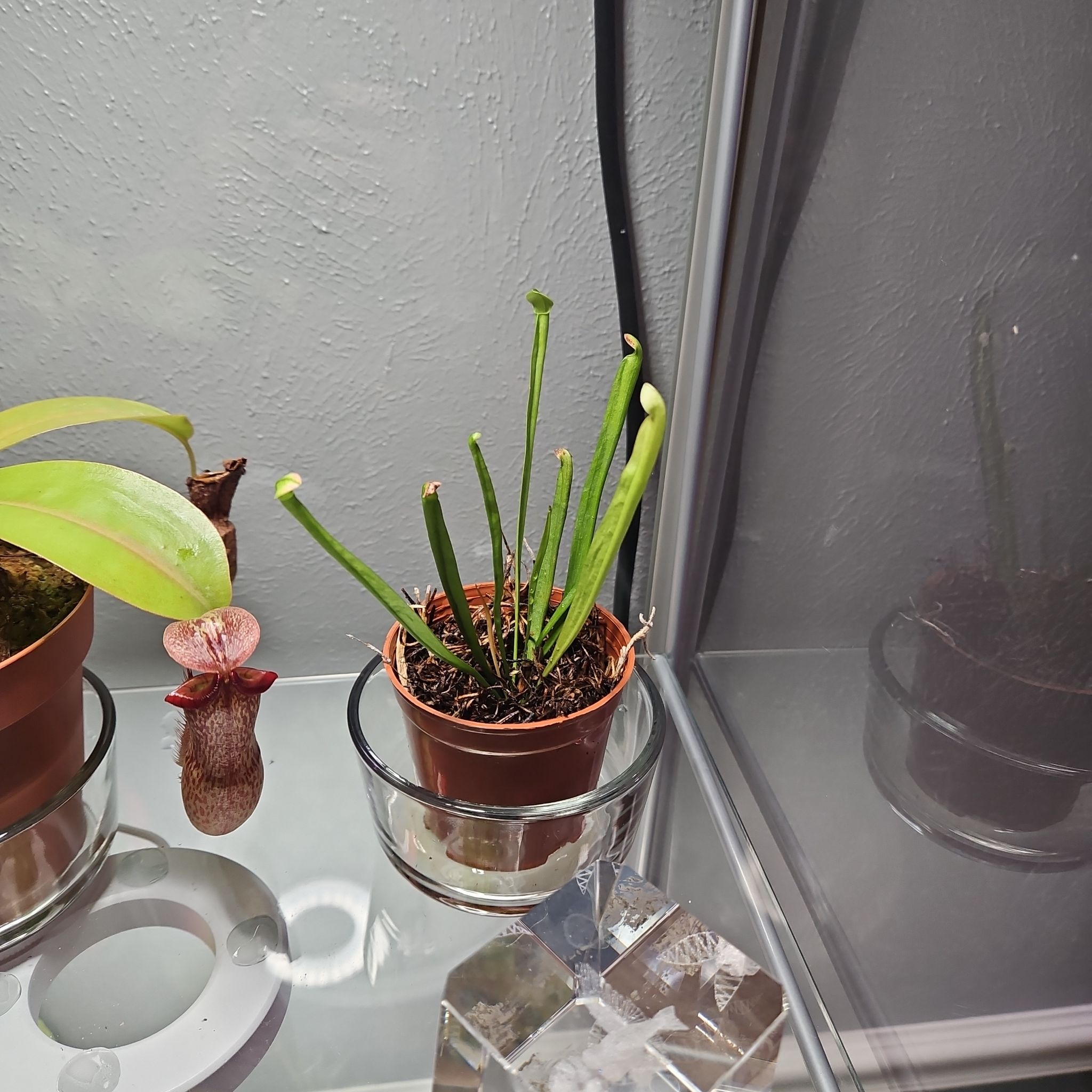 Plant care for Formosa Pitcher Plant on Greg, the plant care app