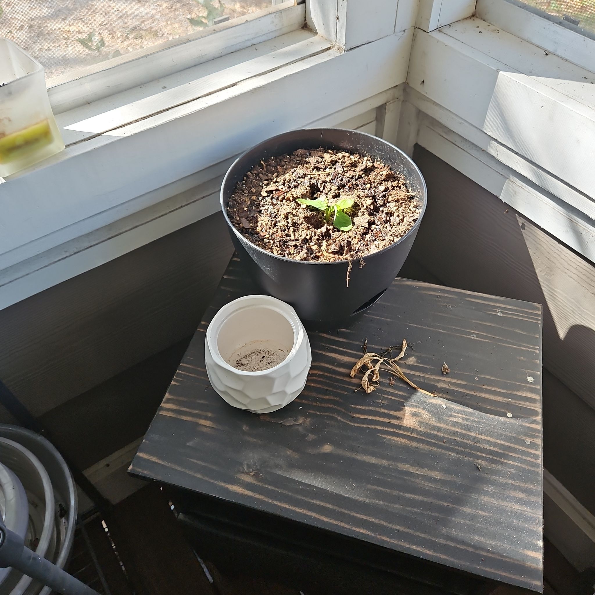 Photo of the plant species Prayer Plant by @PlantObsessedTX named Lola on Greg, the plant care app