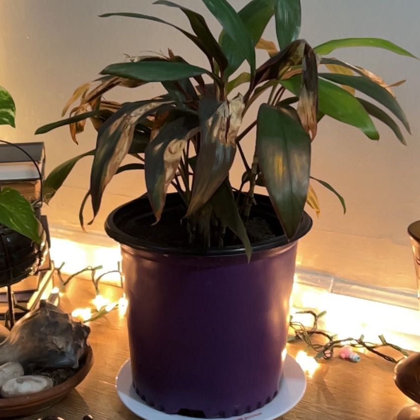 Healthy Ti Plant with glossy green and burgundy sword-shaped leaves in a purple pot, on a wooden surface with decorative elements.