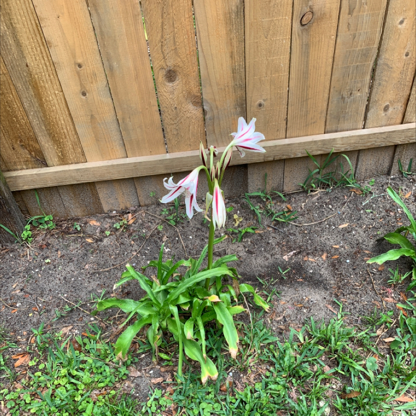 Poisonbulb plant with white and pink flowers, some browning leaves, near a wooden fence.