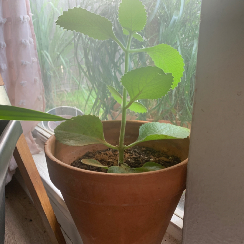 Potted Mexican Mint plant with healthy green leaves in a terracotta pot.