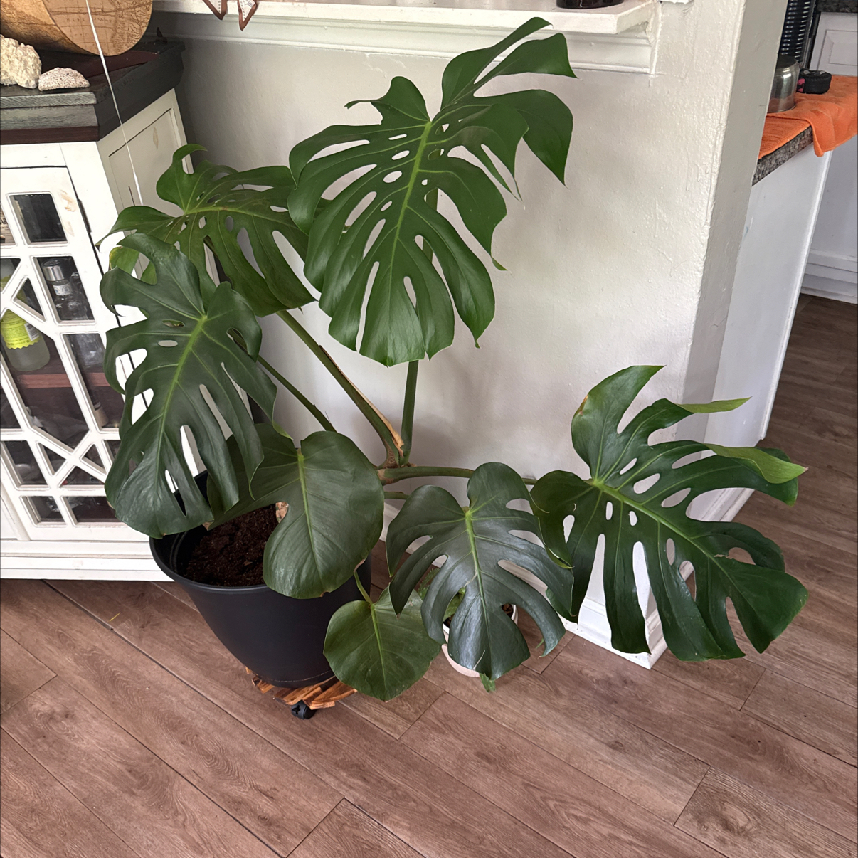 Monstera plant photo by @GreenThumbYogiKimG named Halle Berry on Greg, the plant care app.