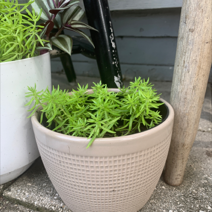 Healthy potted moss rose purslane plant with lush green succulent foliage in a beige plastic pot, surrounded by other plants.