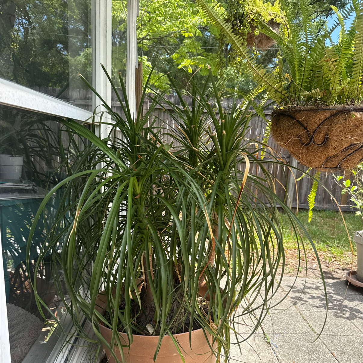 Ponytail Palm plant photo by @GreenThumbYogiKimG named Mr. Snuffleupagus on Greg, the plant care app.