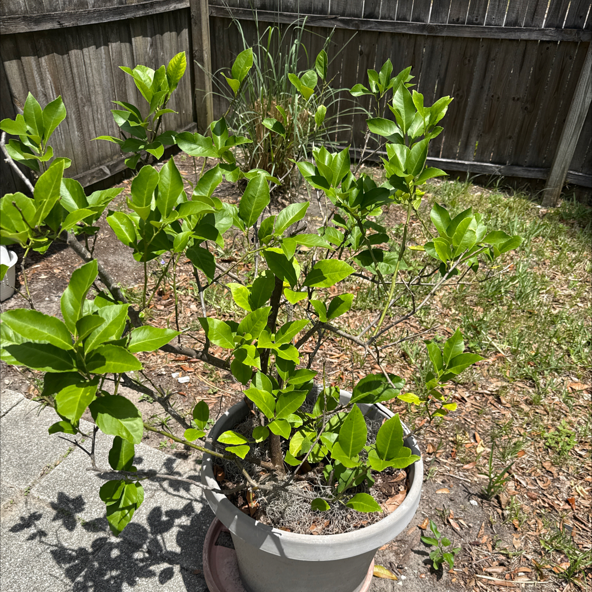 Photo of the plant species Key Lime Tree by @GreenThumbYogiKimG named Jimmy Buffet on Greg, the plant care app