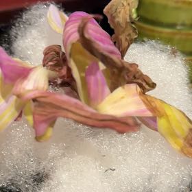 Photo of the plant species Sawfly Orchid by @CoolSunsetaloe named Mama on Greg, the plant care app