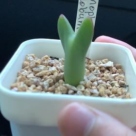 Photo of the plant species Living Pebble by @PlantNewbie12 named Bert on Greg, the plant care app