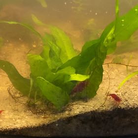 Photo of the plant species Java Fern 'Tropica' by @AndeysPlants named Curie on Greg, the plant care app