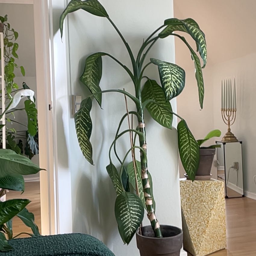 Tall Dumbcane Tropic Snow plant with large variegated leaves in a pot indoors.