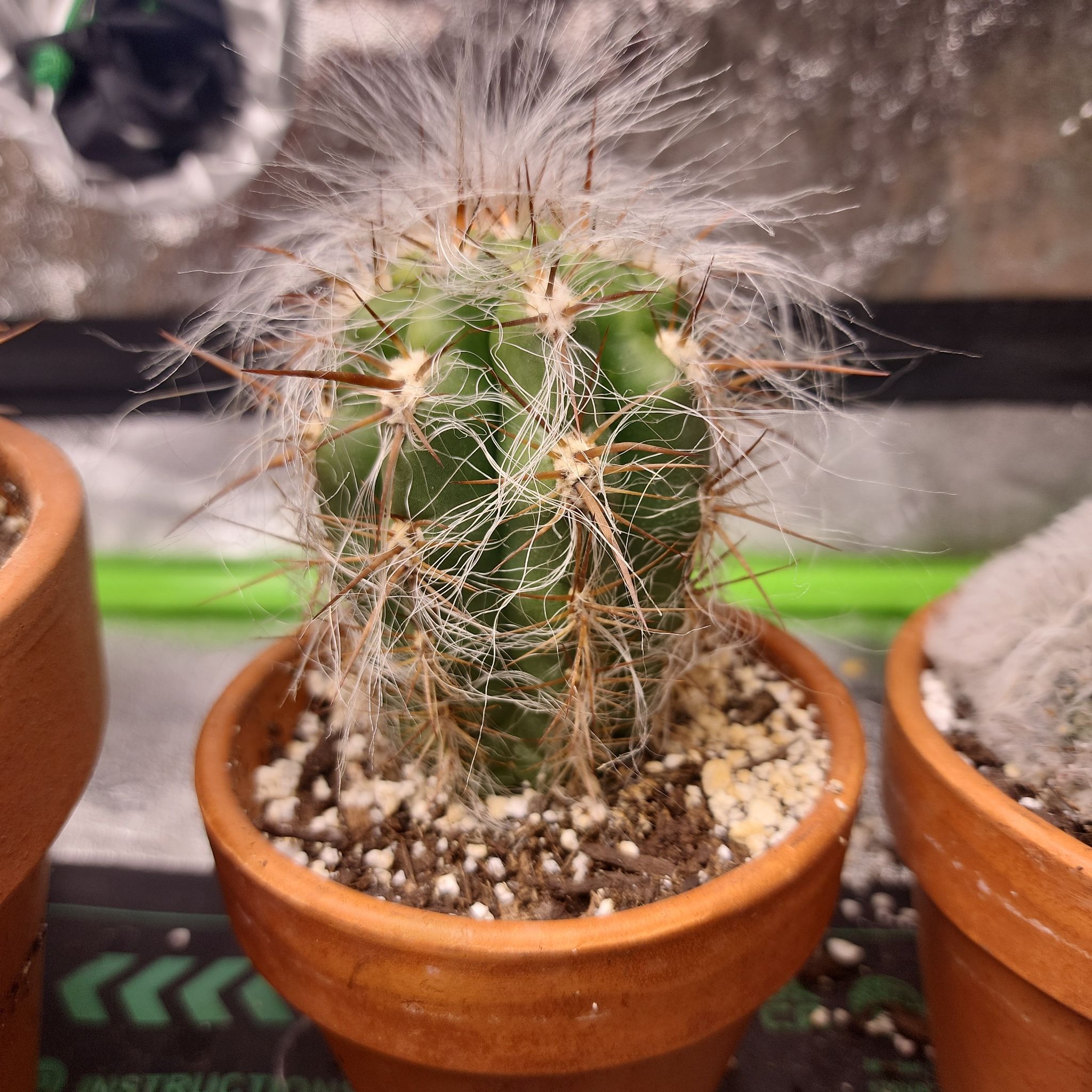 Old Man of the Andes cactus in a terracotta pot with visible soil.