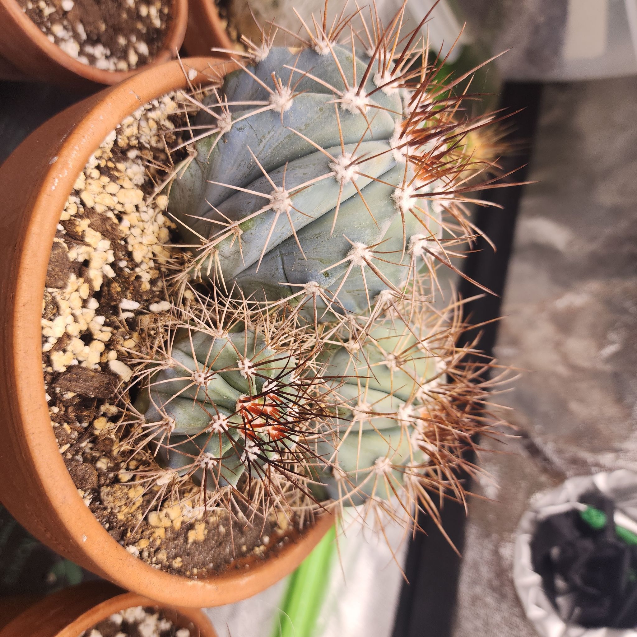 Melocactus azureus in a pot with visible soil, appearing healthy.