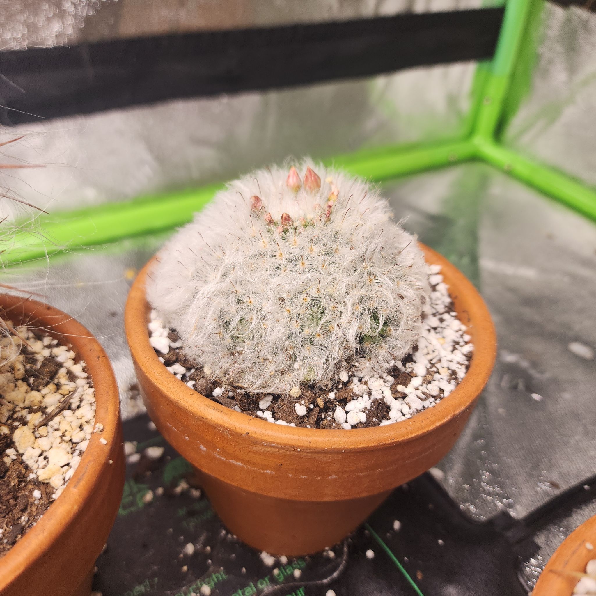 🌵 Why Are My Powder Puff Cactus Leaves Curling?