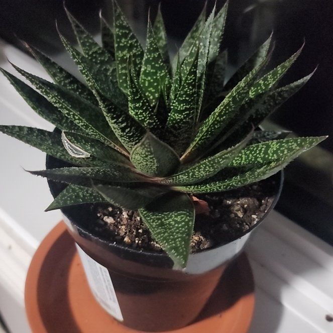 Photo of the plant species Lawyer's Tongue by @ILikeTheSpikey named Vibe Master on Greg, the plant care app