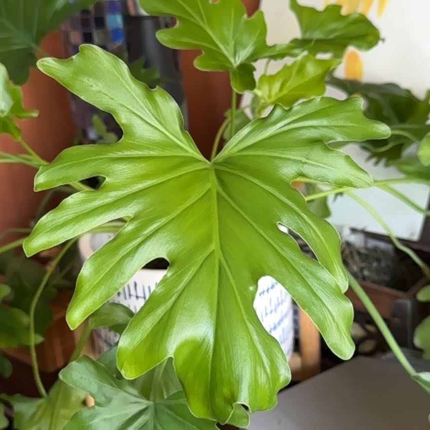 Photo of the plant species Philodendron Little Hope by @LordlyBlackbent named Mochi on Greg, the plant care app