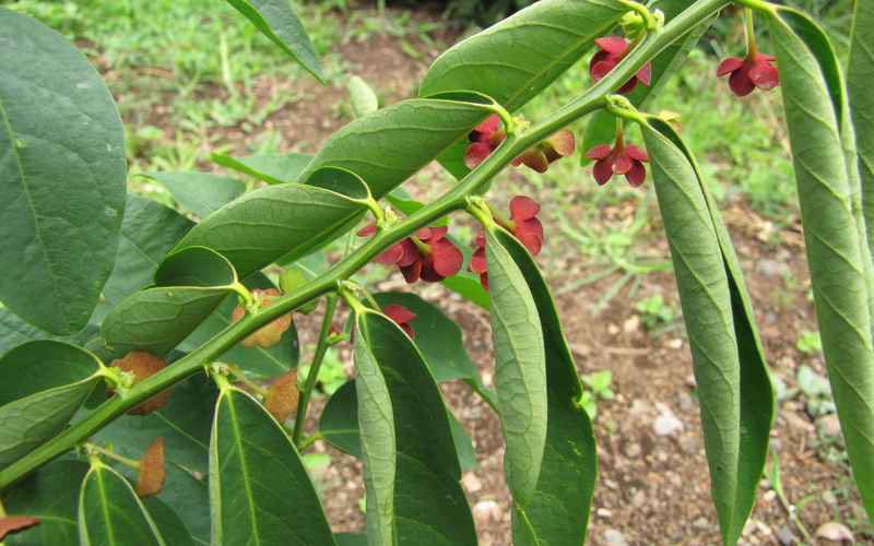 Plant care for Katuk on Greg, the plant care app