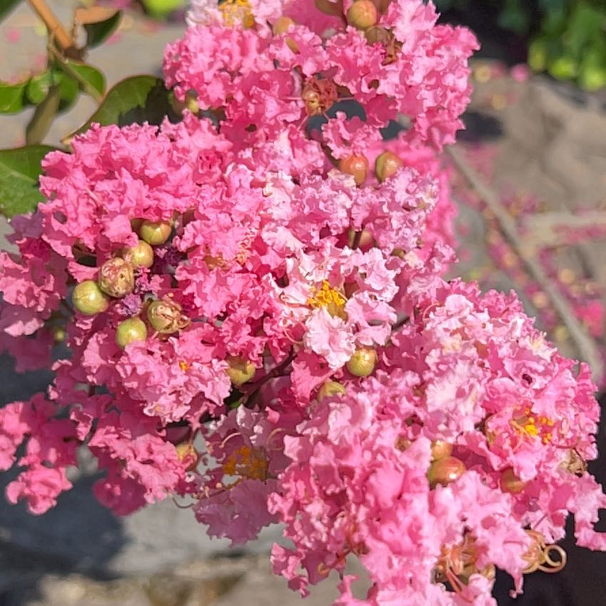 Close-up of a thriving pink crape myrtle plant in full bloom with dense, ruffled flower clusters covering the branches.