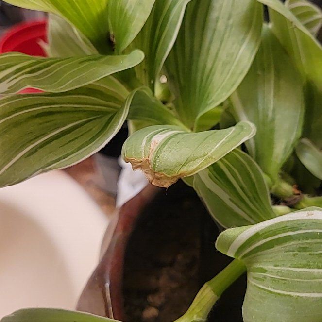Photo of the plant species Tradescantia 'Sanna' by @TriumphantBeans named Zeus on Greg, the plant care app