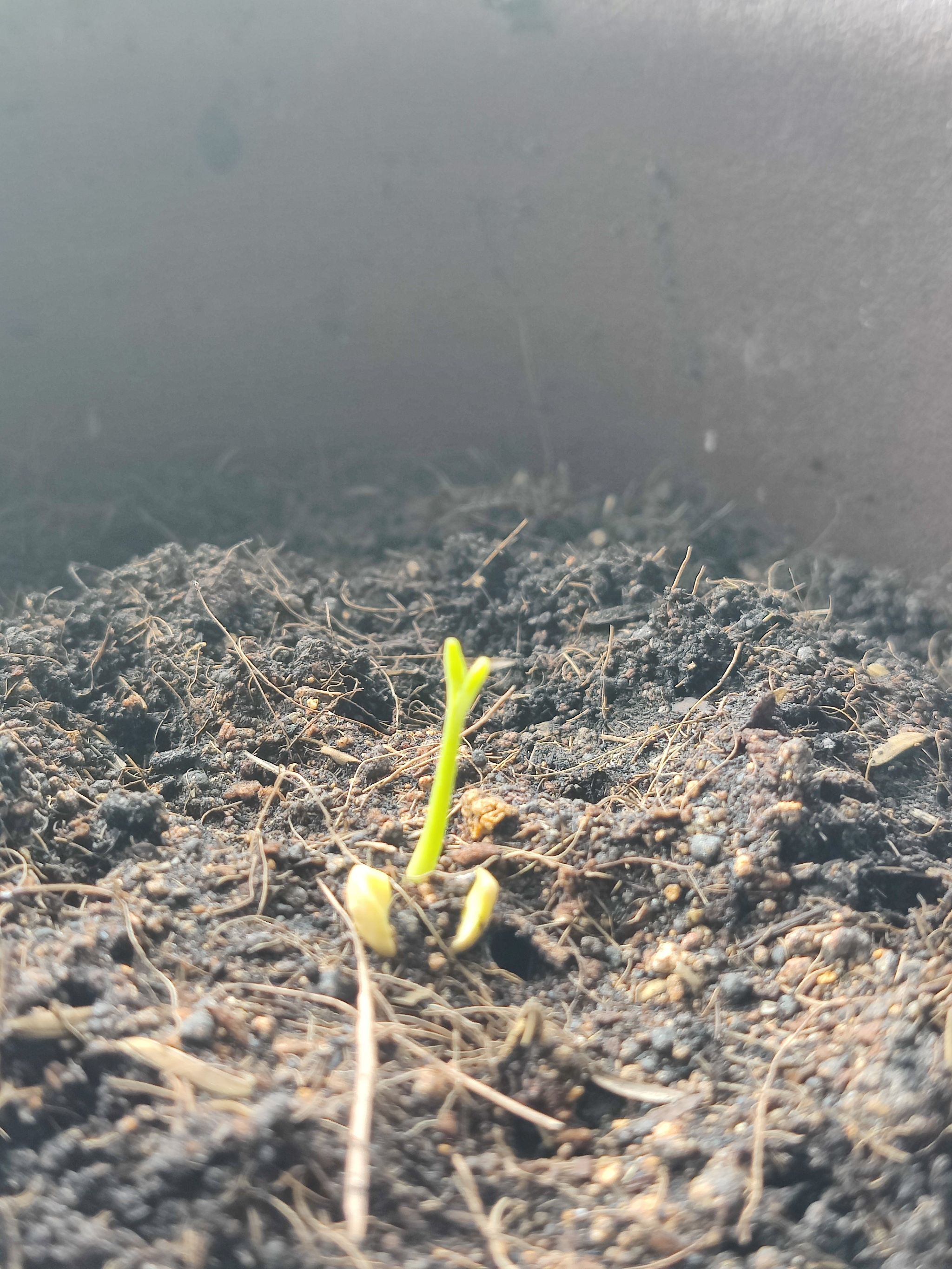 Photo of the plant species Sour Orange by @SwellCatpalm named SEVILLE ORANGE on Greg, the plant care app