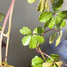 Photo of the plant species Jiaogulan by @ChiefMuskmallow named Kylie on Greg, the plant care app