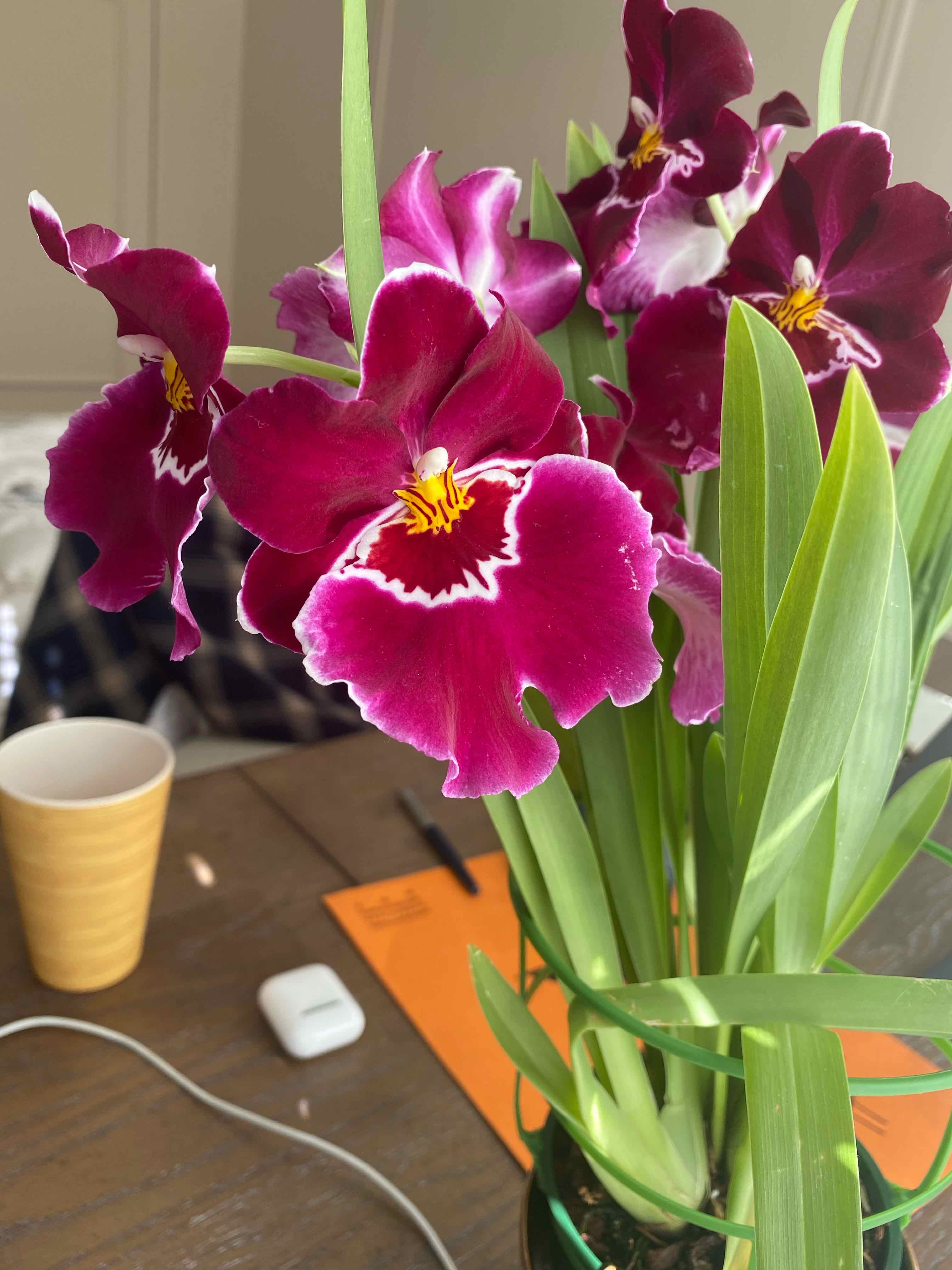 Miltoniopsis phalaenopsis plant with vibrant flowers and healthy green leaves.