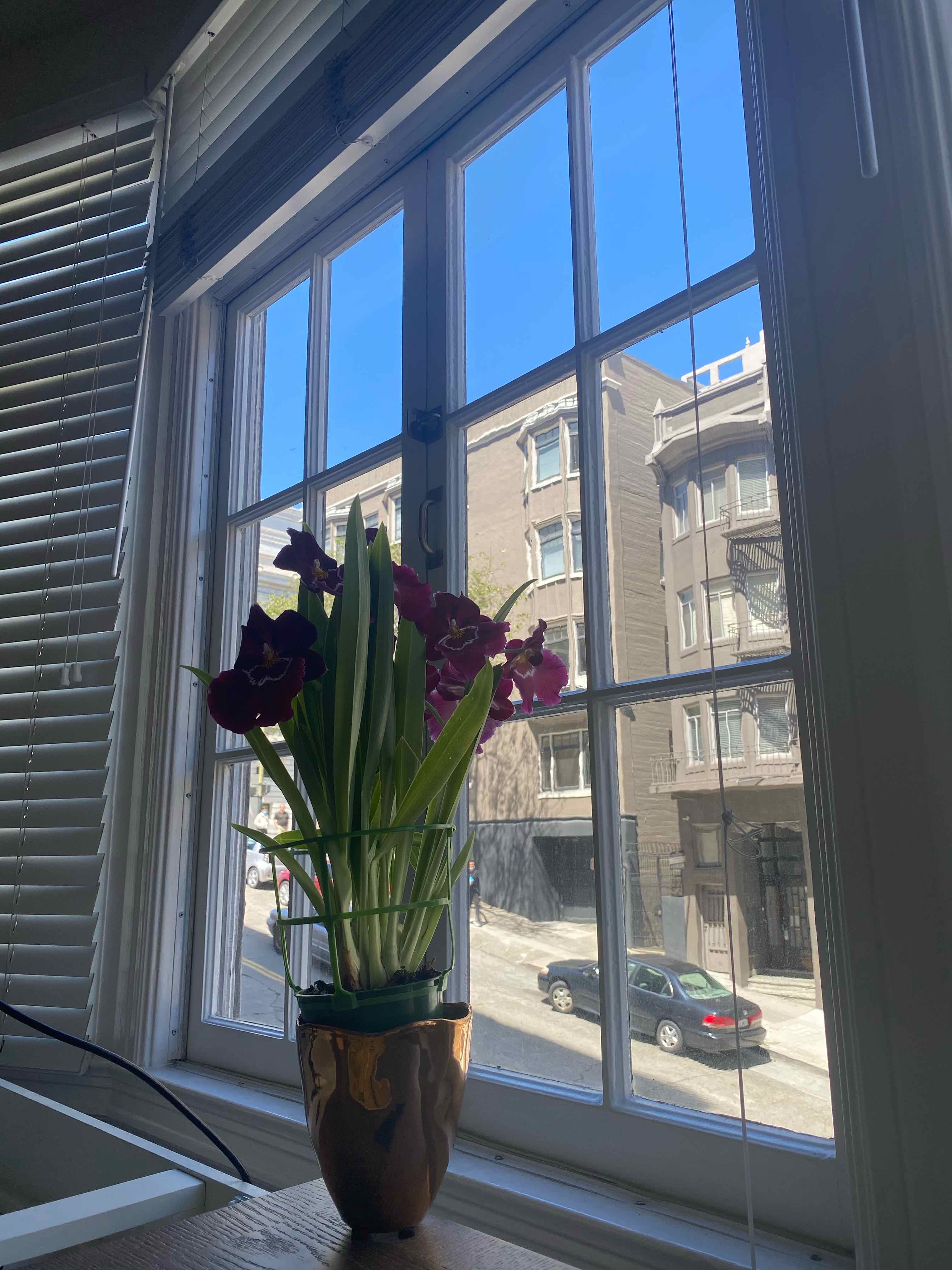 Miltoniopsis phalaenopsis plant on a windowsill with blooming flowers and a cityscape background.