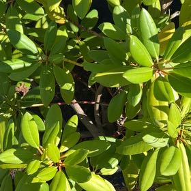 Photo of the plant species Pacific Rhododendron by @ZippyRedpepers named Baesil on Greg, the plant care app