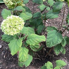 Photo of the plant species Ashy Hydrangea by @ZippyRedpepers named Miley on Greg, the plant care app