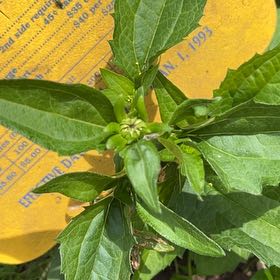 Photo of the plant species Blackeyed Susan by @ZippyRedpepers named Sage on Greg, the plant care app