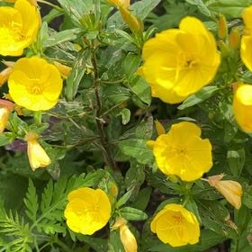 Photo of the plant species Sundrops by @ZippyRedpepers named Rainier on Greg, the plant care app