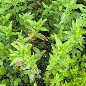 Photo of the plant species Northern Willowherb by @ZippyRedpepers named Fernie Mercury on Greg, the plant care app
