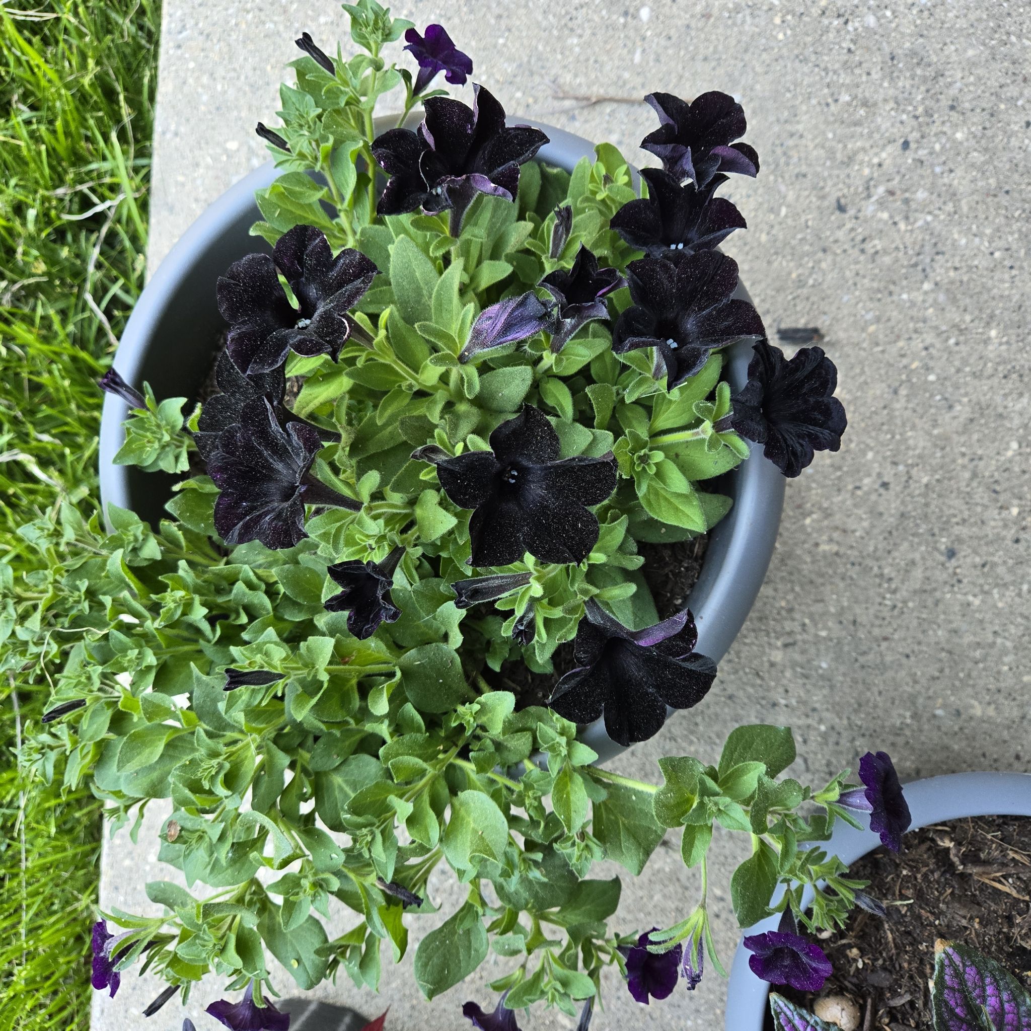 Photo of the plant species Black Mamba by @GnarlyGreyalder named Walt on Greg, the plant care app
