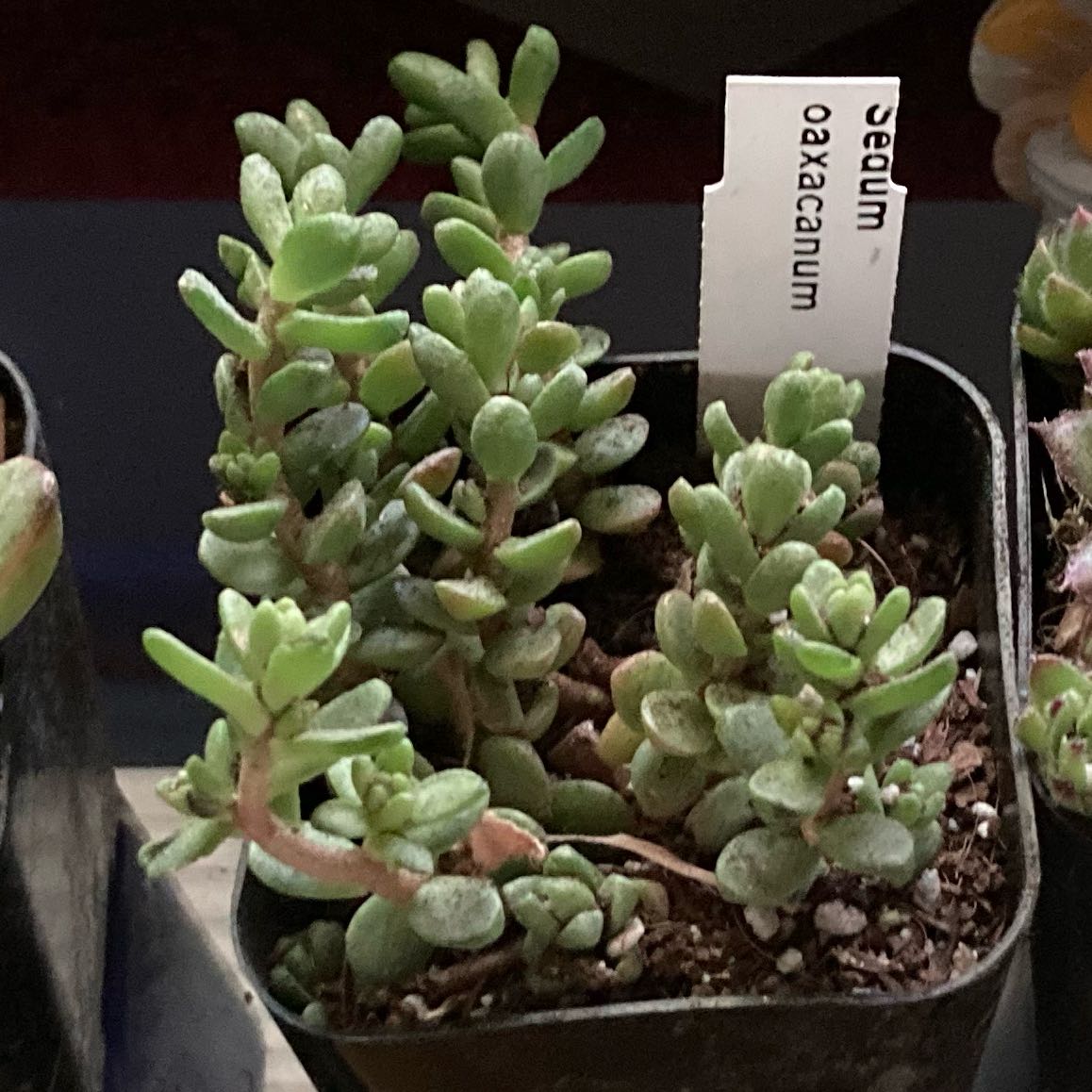 Photo of the plant species Sedum oaxacanum by @GnarlyJacaranda named Gates on Greg, the plant care app