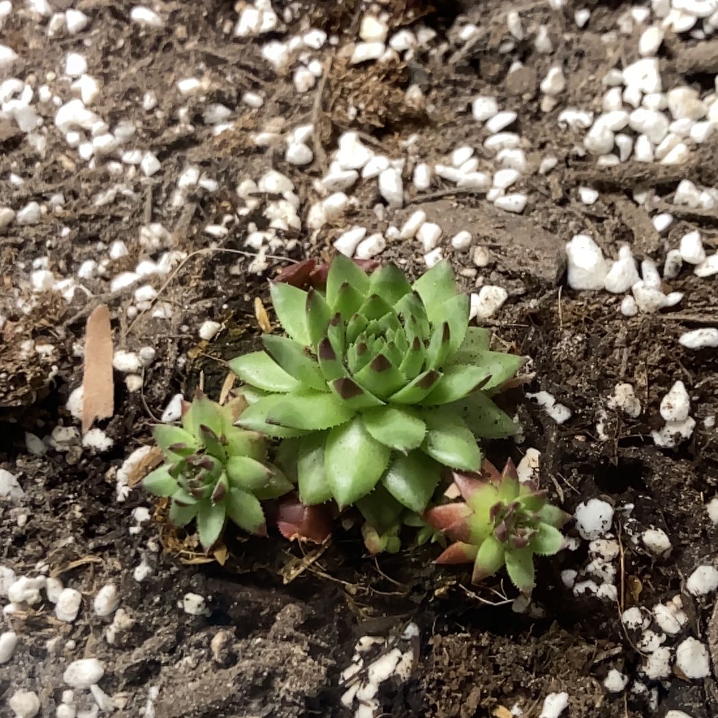Photo of the plant species Hedgehog Hens and Chicks by @GnarlyJacaranda named Delilah on Greg, the plant care app
